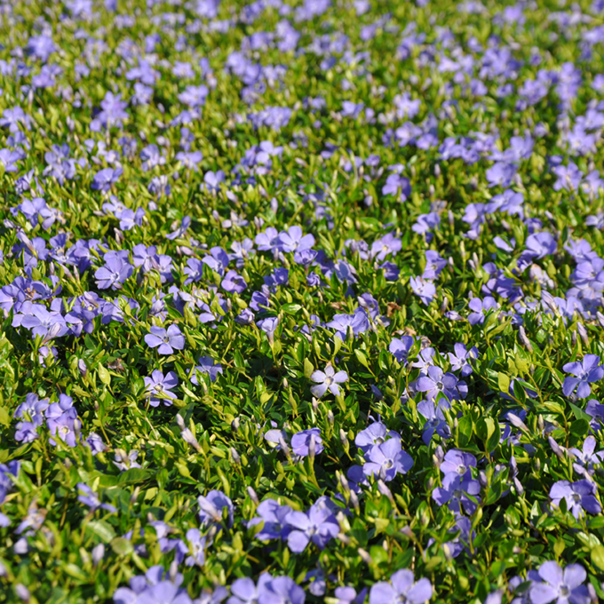 Dieses Bild hat ein leeres alt-Attribut; sein Dateiname ist Vinca-minor-Josefine-8.jpg.