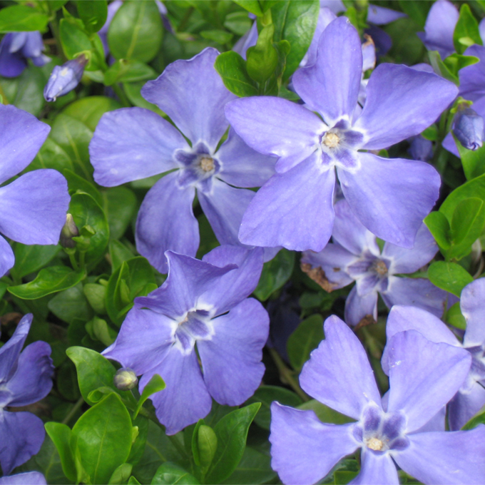 Dieses Bild hat ein leeres alt-Attribut; sein Dateiname ist Vinca-minor-Marie-6.jpg.